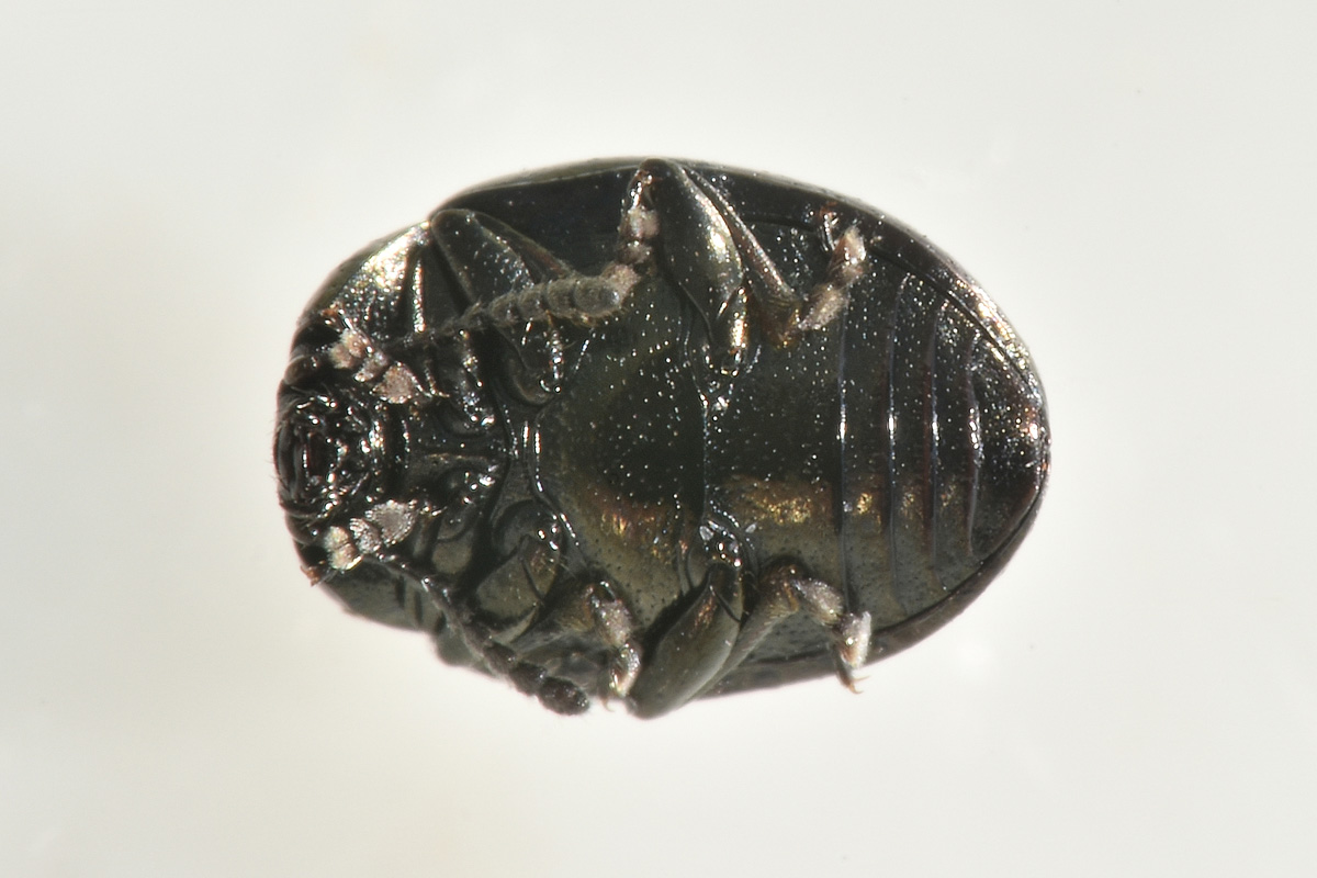 Chrysomelidae:  Phaedon sp? S, quasi sicuro P. laevigatus